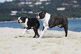 BOSTON TERRIER 320